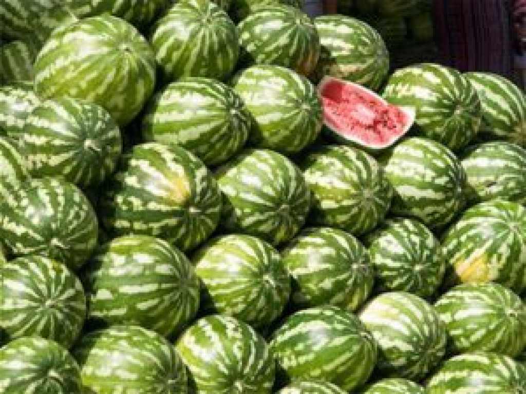 Termésátlaga a világon 13-16 t/hektár, hazánk átlag termése ennek alsó értéke, 12 t/hektár, Európáé pedig 20 t/hektár.