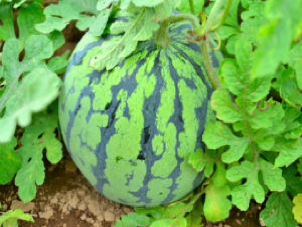 A modern mezőgazdaság nem „kedveli” a görögdinnyét, mert egységnyi területre eső hozama más növényekkel összehasonlítva kevés.