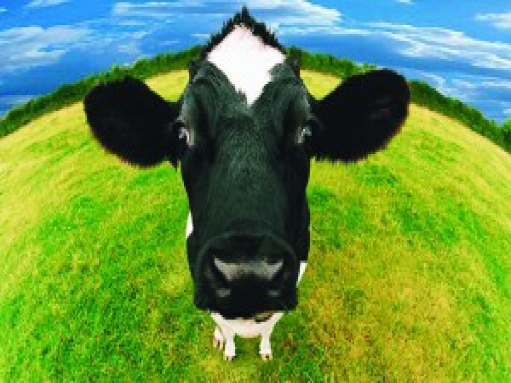 607271-cow